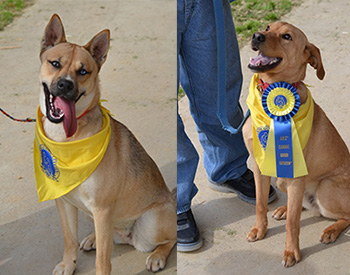 Shadow, left, and Nanook, right, earned Canine Good Citizen certificates, thanks to help from their teenage trainers in the Rescue 2 Restore program. (Photos courtesy of Rescue 2 Restore) 