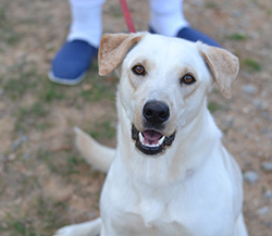 Ralph won most-improved in his training class. (Photo courtesy of Rescue 2 Restore) 