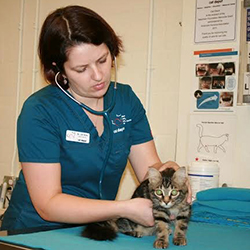 Veterinarian checking kitten.