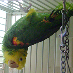Popert the parrot (Photo courtesy of Ronda Robinson)