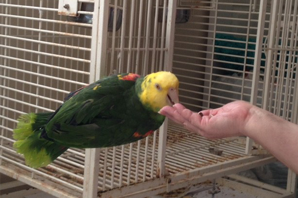 Popert enjoys special bird food and treats. (Photo courtesy of Ronda Robinson)