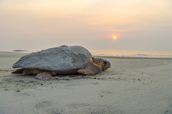 Sea turtle on the beach during sunset.