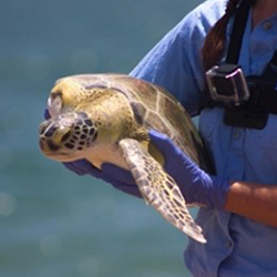 Sea turtle being returned to ocean.